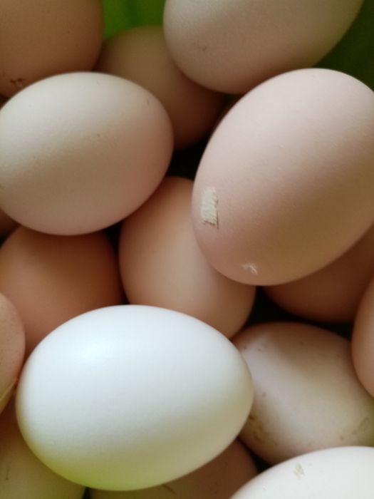 Продам домашние куринные яйца