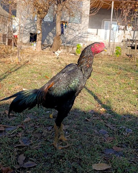 Дакан қораз Шымкент