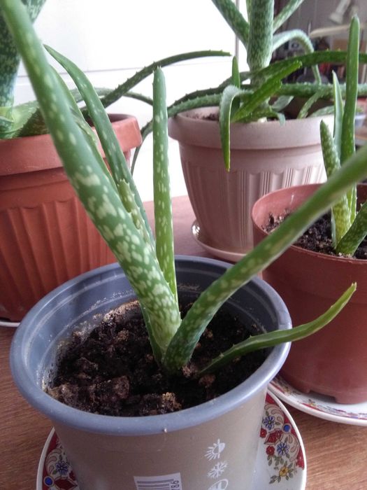 Алоэ - полезное растение