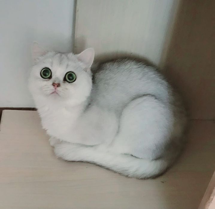 Котята Британской Серебристой Шиншиллы