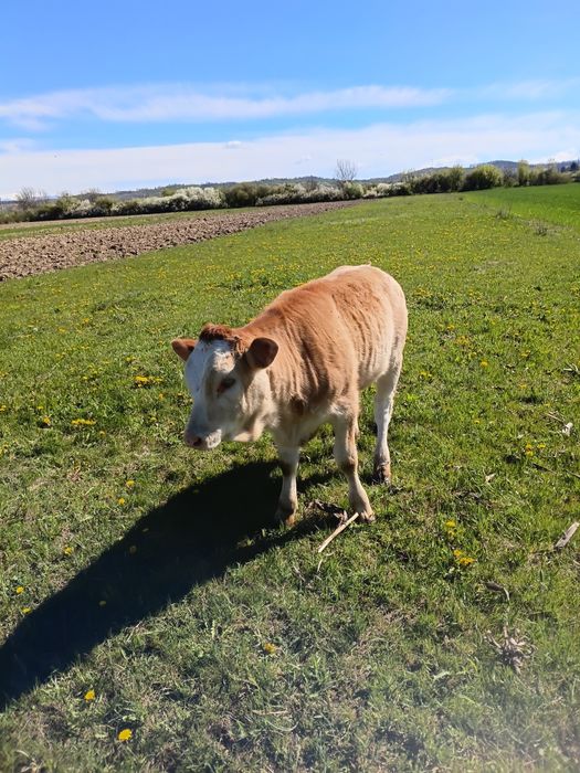 De vinzare mai multe detali la nr 0784989415