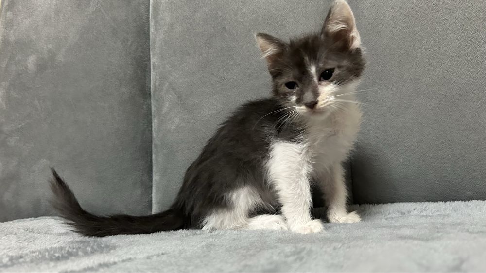 Ищем дом для милых котят