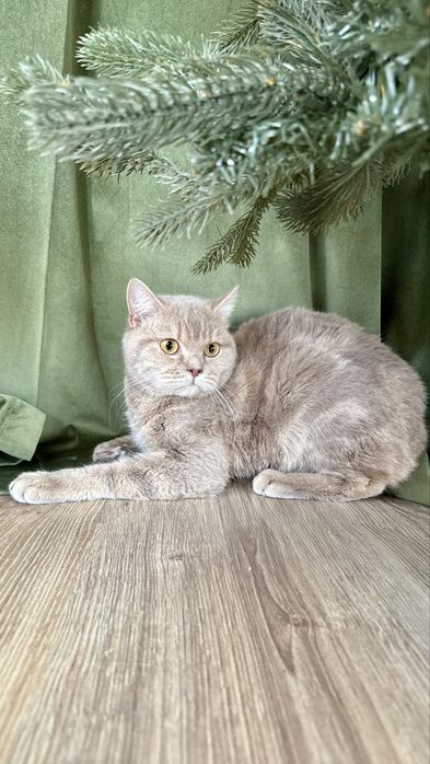 Котик Лилуша ищет семью