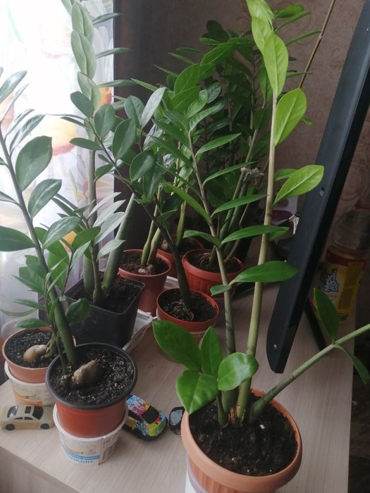 Цветок замиокулькас