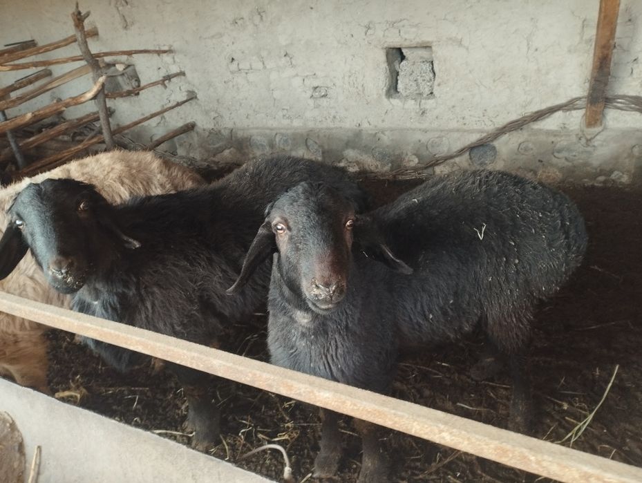 Qoʻchqorlar sotiladi manzil Kogon tuman