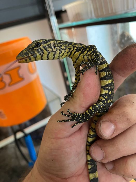 Варан / Varanus ornatus