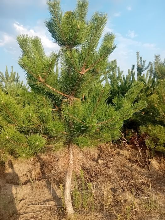 Pepinieră vând mesteacăn