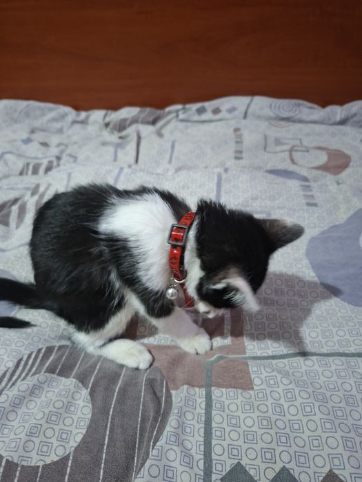 Отдам в хорошие руки