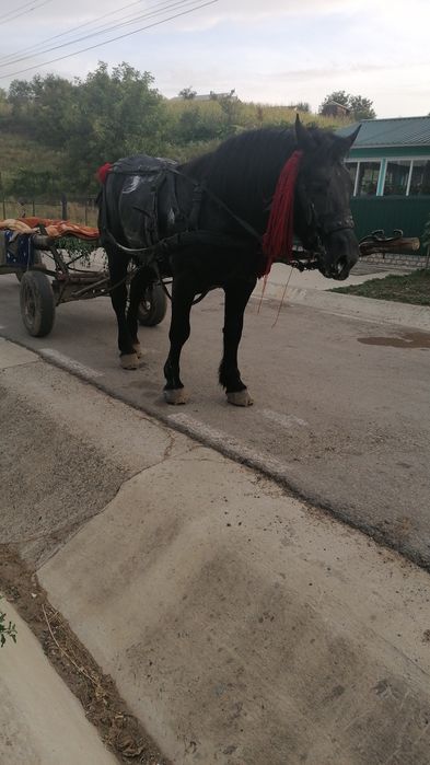 Vand armăsar semigreu