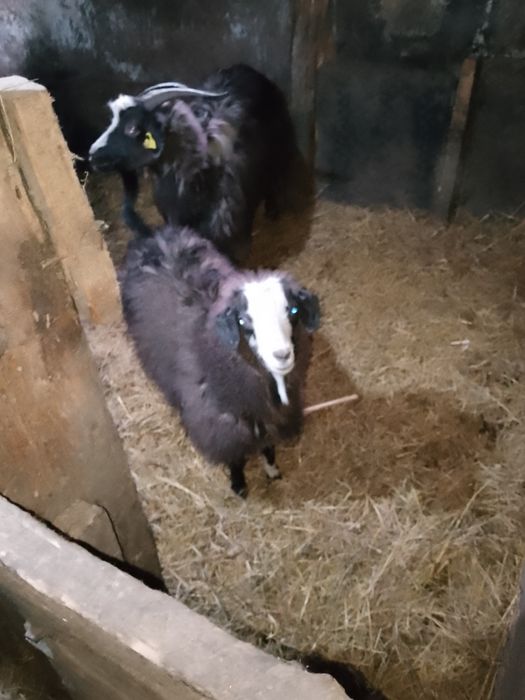 Продам казу с козленком