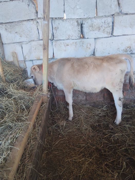 Vând o vitelusa de 3 luni