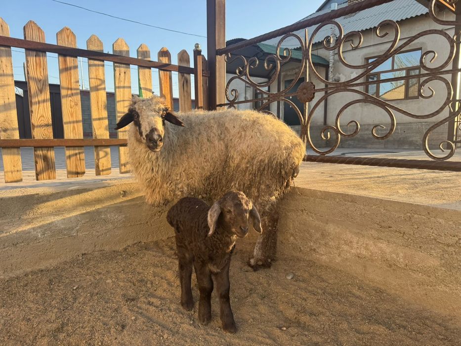 Қозылы кой сатылады. Еркек козы