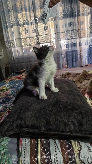 Котенок игривый к лотку приучен