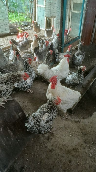 Продам пушкинских кур