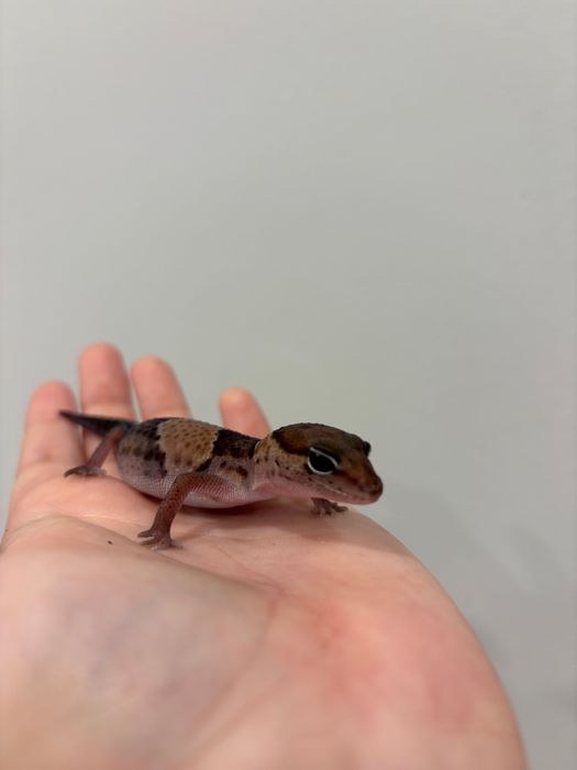 Гемитекониксы гекконы