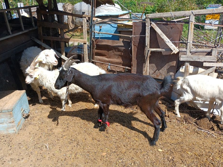 Продам коз молочной породы