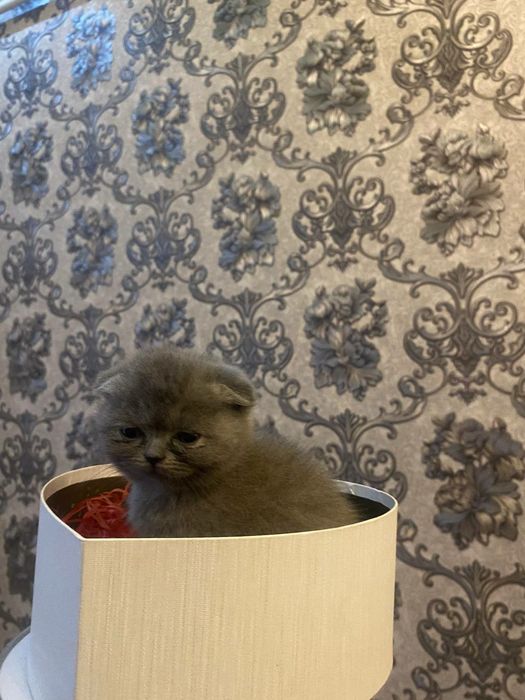 Zotdor mushuk bolalari zoti toza