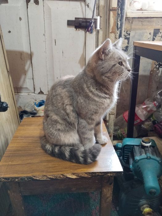 Продаю Шотландская скотиш Страйт девачка