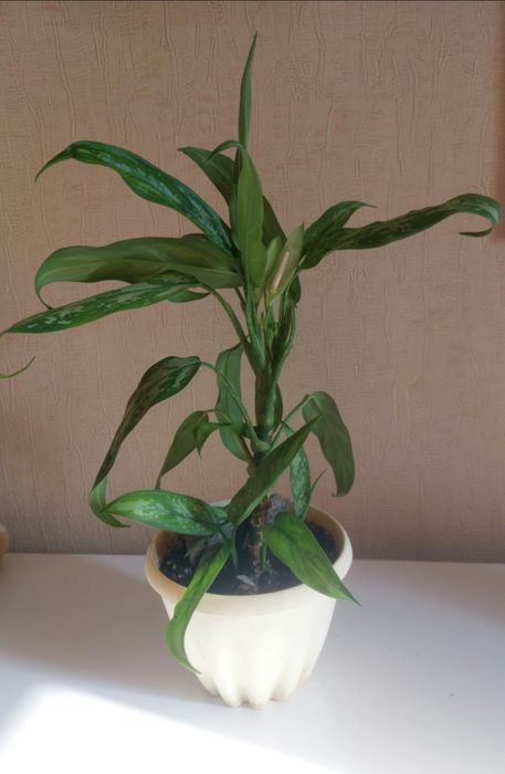 Продам  цветок Аглаонема