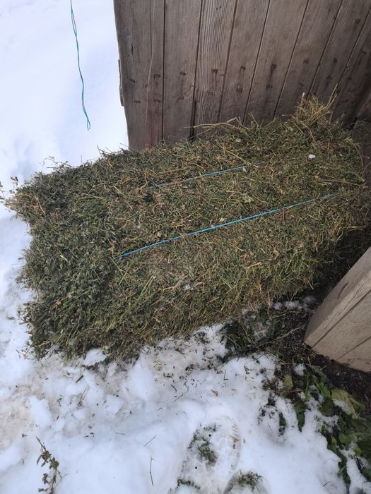 Baloți de lucernă dreptunghiulari