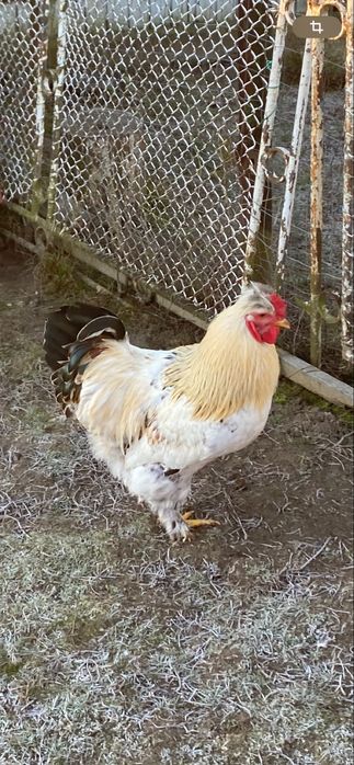 Vand Cocos Motat Incaltat