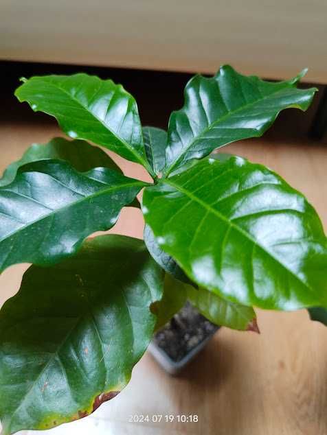 Dafin pomișor, Rozmarin, Arbore de Cafea, Cherimoya - plante bio