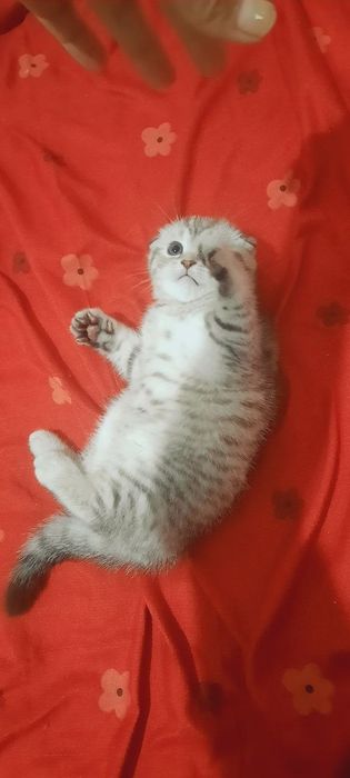 Mushik sotiladi 2 oylik tabiy zolatoya shenshilla oʻgil bola