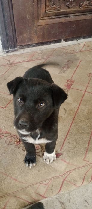 Черный щенок. Қара күшік