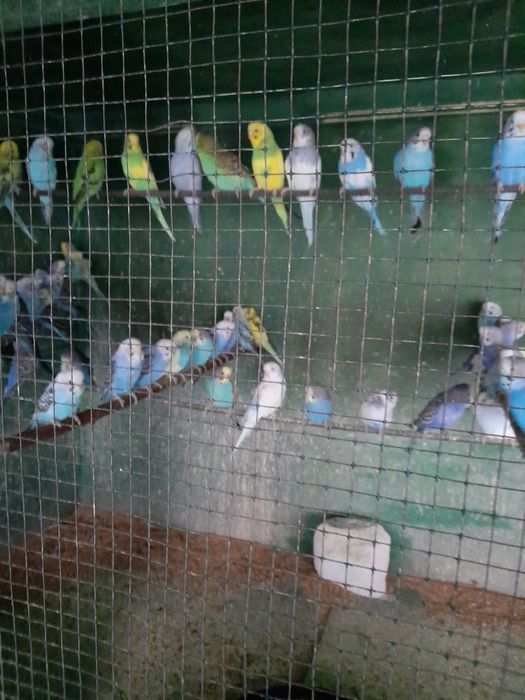 Vând peruși din crescatoria proprie