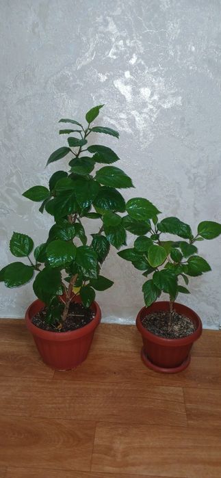 Гибискус китайская роза