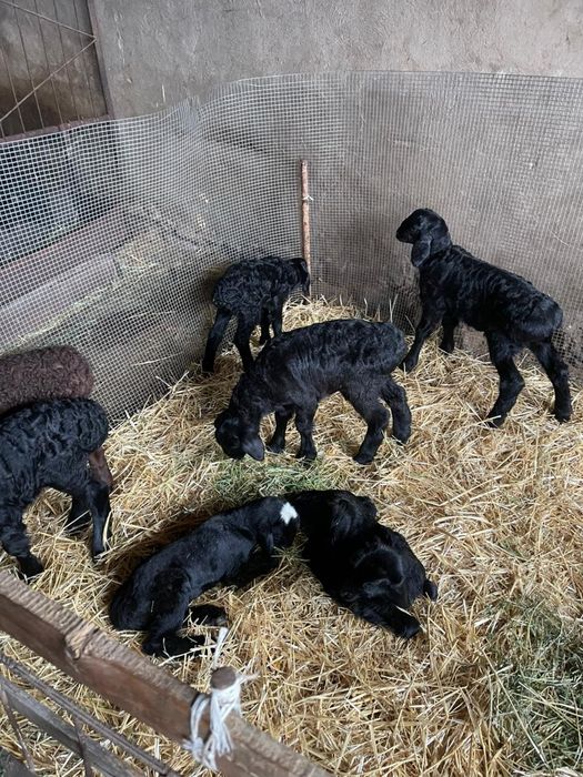 Қозылы қойлар сатылады!