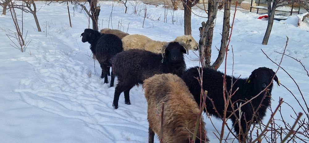 Тоқты қошқарлар сатылады