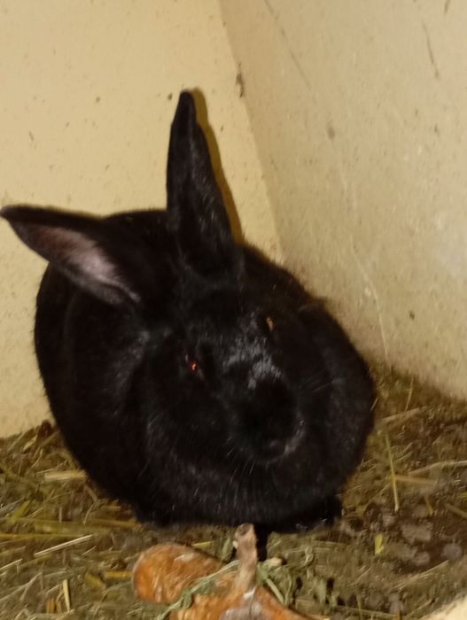 Quyon oilasi bilan sotiladi bitta erkak ikkita urgʻochi va bolalari