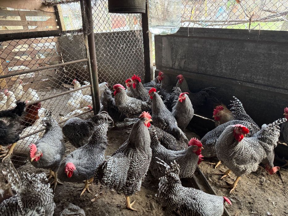 Продавам петли за ПЕТЛЬОВДЕН