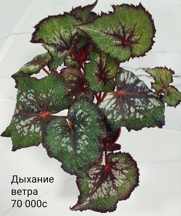 Бегонии сортовые.