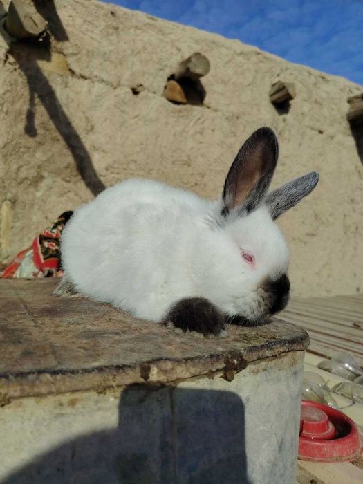 Kaliforniya quyon bolalari sotiladi 2 oylik