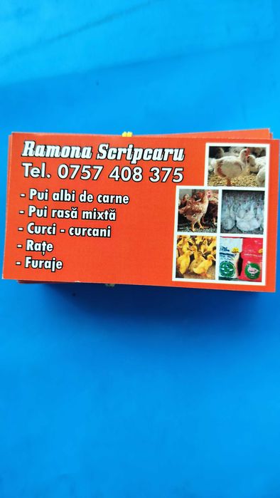 Pui rasă mixtă și de carne