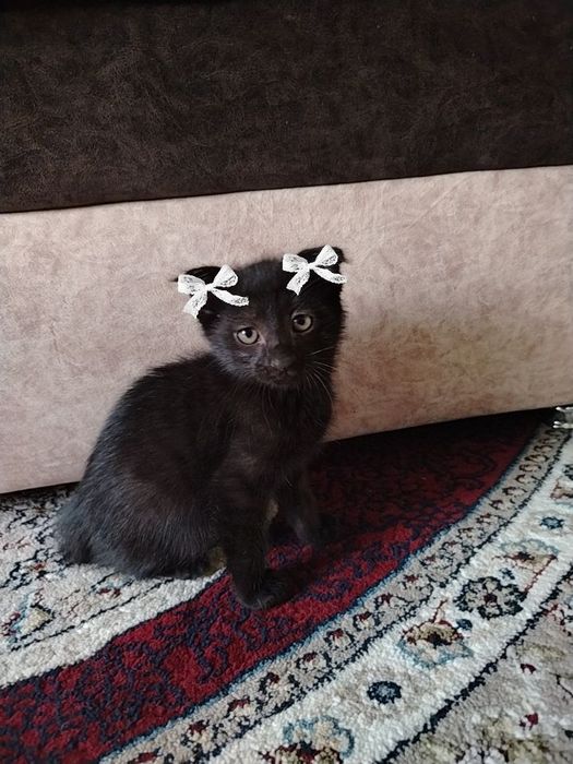Ласковая черная кошка, приучена к лотку. В добрые руки.