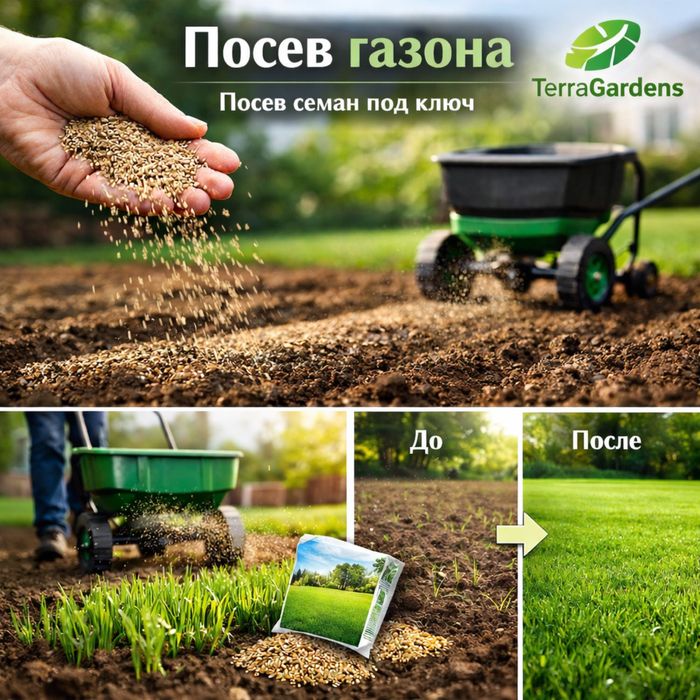 Газон семена посев