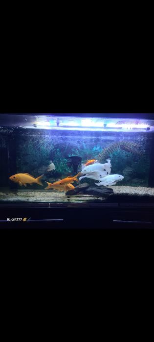 Koya kometa baliqlari