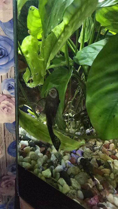 Собак анциструс продам