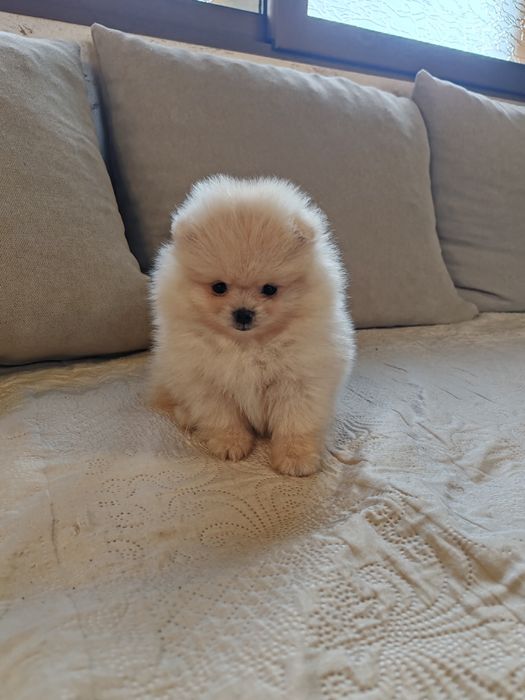 Померан мини померанчета.