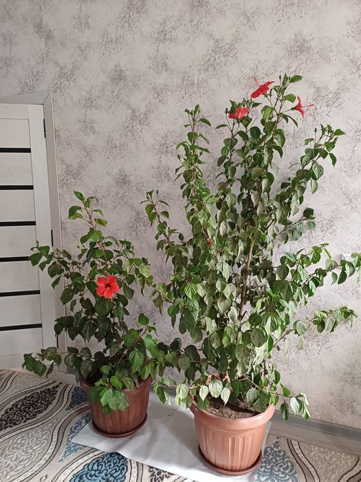 Xiva Qosmoda GULLAR sotilmoqda