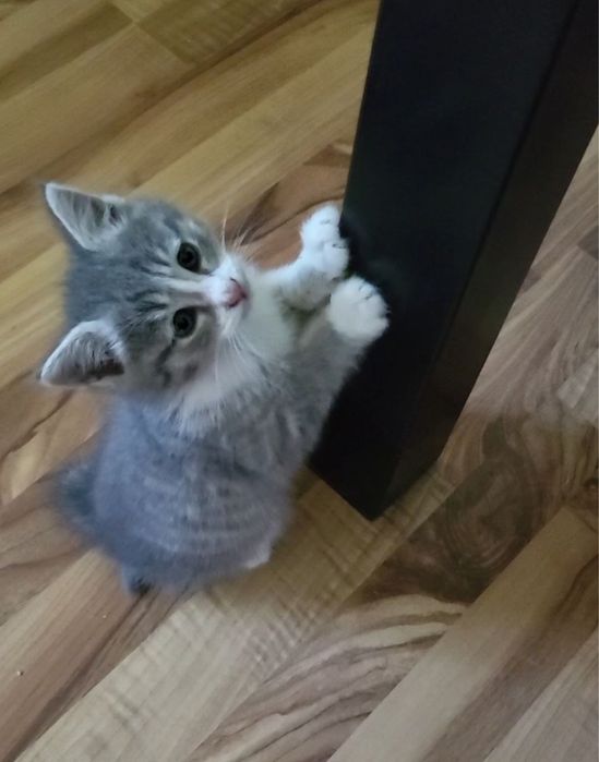 Отдам даром в добрые руки