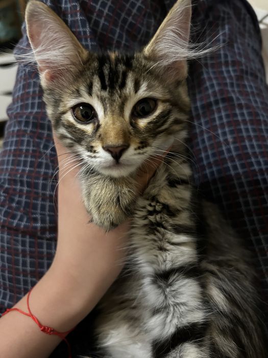 котенок девочка