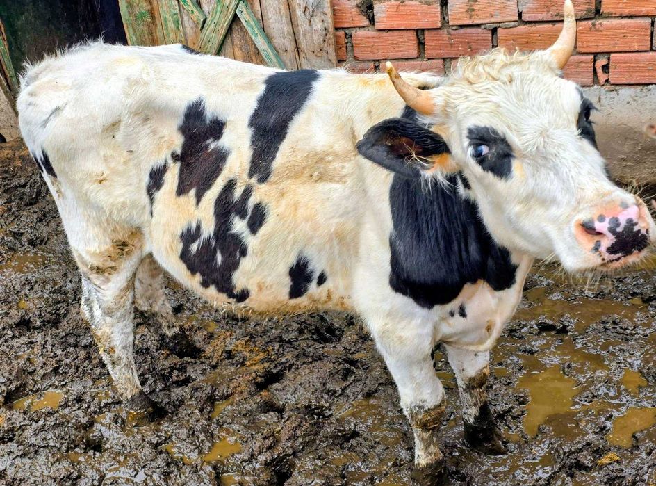 ПРОДАВАМ: 2 мъжки телета (скопени) 4 евро за килограм, общо тегло 700 кг