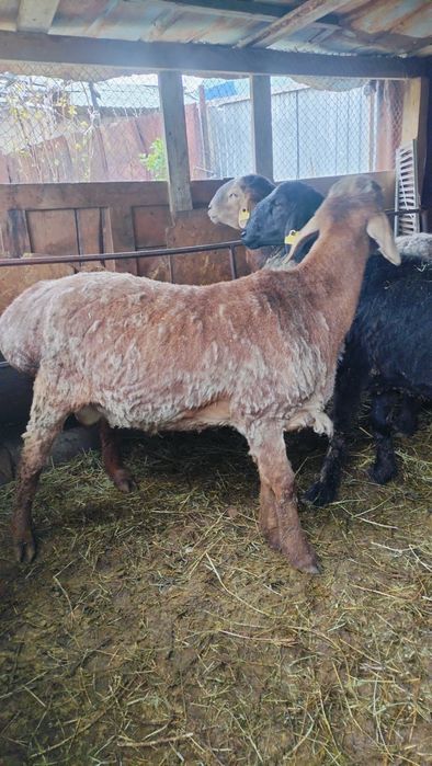 Гиссар кошкарлар сатылады семиз