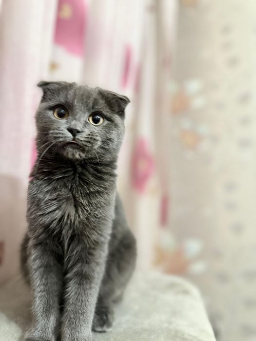 Шотландская вислоухие кошка