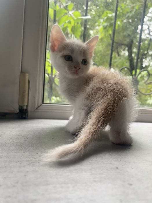 Котята 2 месячные срочно ищут дом