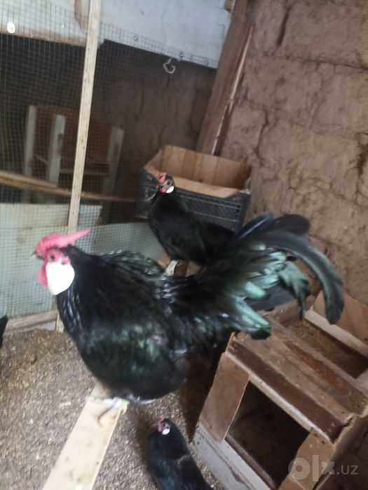 Bantam sotiladi      .
